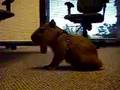 capybara - description and habits capybara - description and habits