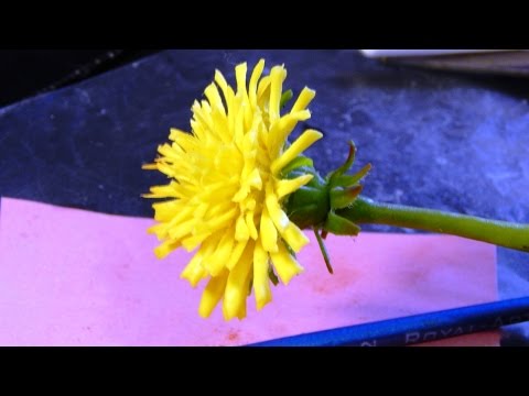 Одуванчики из холодного фарфора мастер класс с пошаговым Одуванчики из холодного фарфора мастер класс с пошаговым