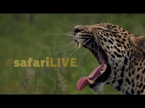 safariLIVE - Sunrise Safari - Feb. 04, 2017