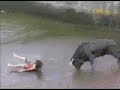 Banteng Lucu 2 images Banteng Lucu 2