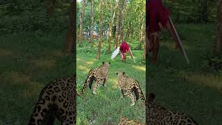 2 Leopard Attack Trying A Danakata Man