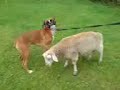 BOXER DOG FREYJA with ben the sheep