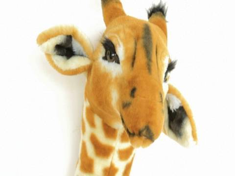 Giraffe Hates Justin Bieber!!