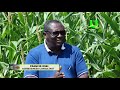 AYEKOO: Commercial Maize Farming