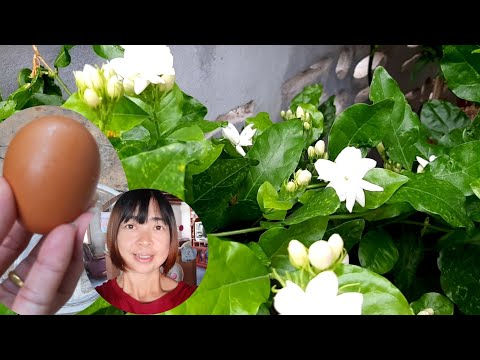 ฮอร์โมนสูตรพิเศษ ช่วยกระตุ้นมะลิออกดอกเต็มต้น แตกยอดใบงามรวดเร็วทันใจ สาคู channel