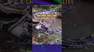 Anaconda Swallows A Crocodile Alive