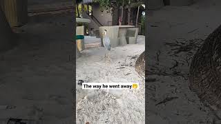 Maldivian Bird Grey Heron