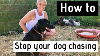 How to Stop my Dog Chasing...