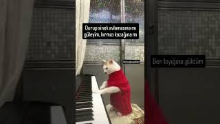 Piyano Çalan Kedi