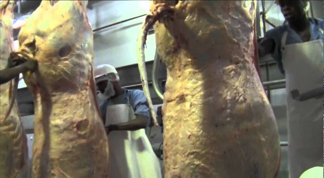 Abattoir - The slaughtering process - YouTube