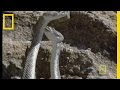 Rattlesnake Love | National Geographic