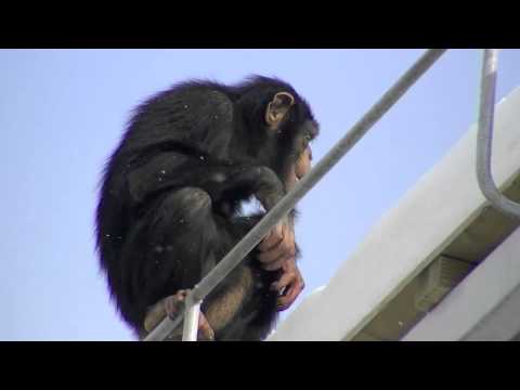 雪を食べるチンパンジー~Chimpanzee that eats snow