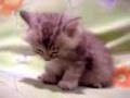 قطه نونو اوعى ياعم الحاج صبح صبح