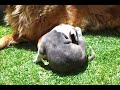 Pitbull vs. leon - youtube