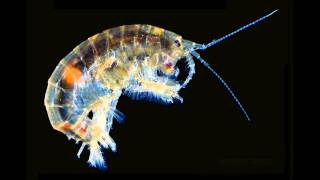 Wizzbit - Parasite Instrumental