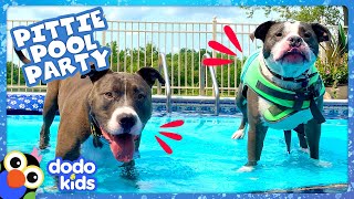Its A Pittie Pool Party Music Video Dodo Kids Music For Kids