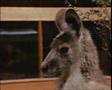 Kangaroo - Famous Kangaroos Kangaroo - Famous Kangaroos