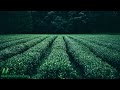 Treating Prostate Cancer with Green Tea
