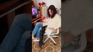 Flexispot Bs5 Chair Too Comfy To Resisteven For My Puppy