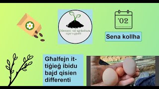 Għalfejn It-Tiġieġ Ibidu Bajd Qisien Differenti