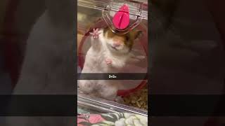 224 Hamster
