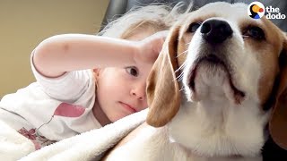 Girl Surprises Her Beagle Dog With A Puppy Sister The Dodo
