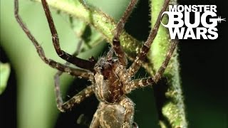 Army Ant Soldier Vs Ogre Faced Spider Monster Bug Wars