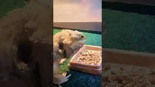 Bearded.dragon