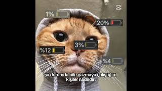 Kedi Ler Mukemmell