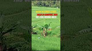 Nyaman Dan Tenang Udara Masih Asli,Sawah Neplak Kampung Pedesaan,