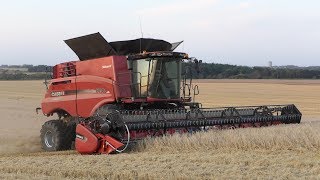 Case Ih 8240 Axial-Flow Working Hard In The Field Threshing Wheat Danish Agriculture