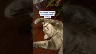 Красавчик Мой Любимый #Shortscats #Cat #Юмор #Tiktok #Ржачныевидео #Кот #Смех_До_Слез