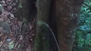 Outdoor Peeing Peeing On Big Tree