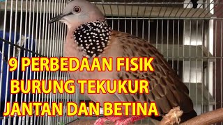 Cara Membedakan Burung Tekukur Jantan Dan Betina