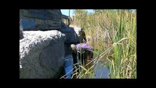 Best Mink Trap Mink Set Mink Trapping Bottom Edge Trapping Bridges for Mink SETNGOTRAPPER™