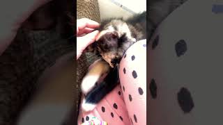 This Is Bex Our New Cat She Is So Cute She Isnt 8 Weeks Now But She So Cute She So Hyper