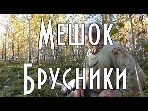 Грабли для сбора ягод как сделать Грабли для сбора ягод как сделать