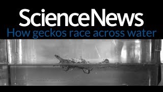 Watch geckos race across water | Science News