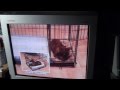 Puppy potty training apartment: buy or not?