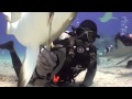 "Men in Grey Suits" Hand Feeding Sharks in St. Maarten with Ocean Explorers.