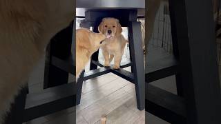 This Is Your Sign To Get The Second Dog