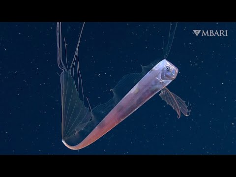 MBARI 2021: A collection of this year's best moments in the deep sea