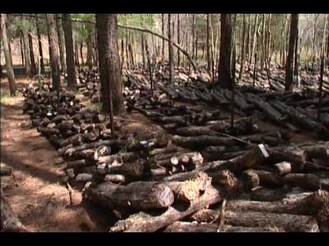 Shiitake mushroom farming - YouTube
