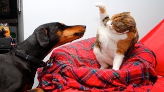 Angry Cats VS Dogs Funny Compilation 2019 !!!