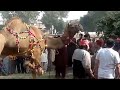 Camel Out Of Control Before Qurbani Camel Ki Qurbani Camel images Camel Out Of Control Before Qurbani Camel Ki Qurbani Camel