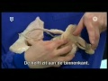 female anatomy