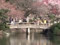 Cherry blossom an excuse to eat and drink in Tokyo