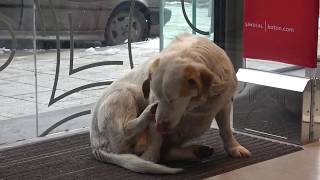 Üşüyen Sokak Köpeği̇ Mağazaya Böyle Siğindi