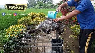 Rutinitas Mandi Musang Pandan Gendut Cara Memandikan Musang