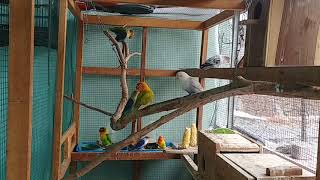 Ternak sukses lovebird (biola - parblu) sistem koloni